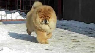 Chowchow red male puppy [upl. by Aidas]