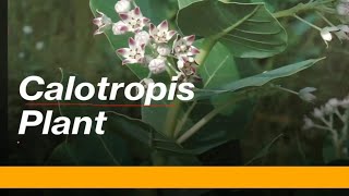 Calotropis plant explain according to NCERT [upl. by Bud]