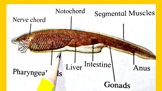 How to draw Amphioxus lancelet labelled diagram  phylum chordata subphylum Cephalochordata [upl. by Thomajan515]