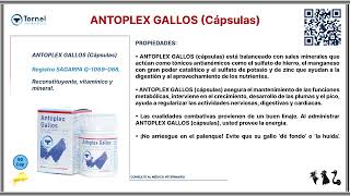 ANTOPLEX GALLOS cápsulas [upl. by Fernanda856]