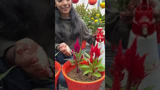 A vibrant Ornamental Flowering plant Celosia🪴❤️ shorts celosia gardeningtips [upl. by Ledniahs84]