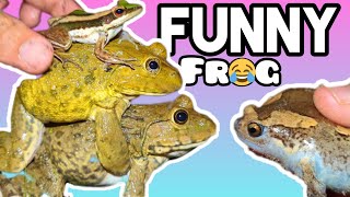 Funny Frog  laughing frog  funny frogs and toads for laugh  Animal Frog Survival funny [upl. by Jari276]