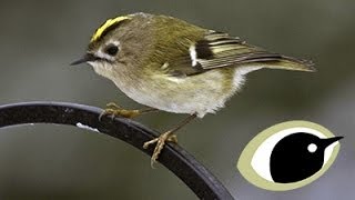 BTO Bird ID  Goldcrest amp Firecrest [upl. by Sadirah]