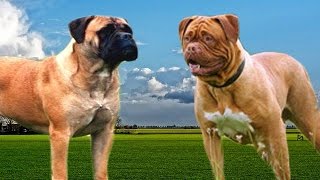 Bullmastiff vs Dogue de Bordeaux Highlights [upl. by Shamus]