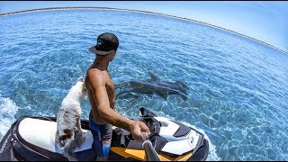 YBS Lifestyle Ep 2  CRAYFISH CATCH AND COOK  Pet Mangrove Jacks  Hammerhead Shark And A Dingo [upl. by Gahl39]