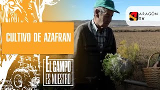 Así es un cultivo de azafrán en su año más productivo [upl. by Earased]