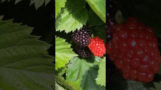 Blackberry Ripening Juicy Red and Black Berries Amidst Lush Green Leaves [upl. by Kimberley292]