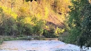 Deer family crossing a creek [upl. by Hukill]