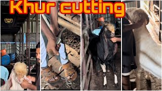 Vlog 989  AAJ CUT HOGI SAB BAKRO KI KHUR  KHUR CUTTING DAY AT FARM MOHSIN KHAN [upl. by Sunda860]