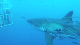 Great White Shark Diving Guadalupe Island  Part 1 [upl. by Gould429]