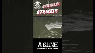 STRIKE FISHING SNAKEHEAD fishing short [upl. by Cyma]