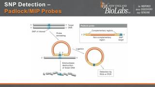 DNA Ligase Fidelity when does it matter [upl. by Towrey]