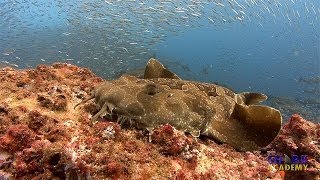 Wobbegong Sharks  SHARK ACADEMY [upl. by Nisaj]