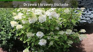 Hurtowa i detaliczna sprzedaż roślin Dobrzyń Szkółka roślin ozdobnych Misz [upl. by Giess]