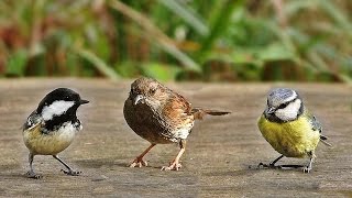 Sons doiseaux de la forêt [upl. by Iteerp]