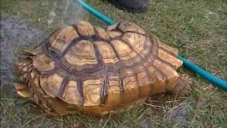 Extracting a Sulcata Tortoise From its Burrow [upl. by Wilt]