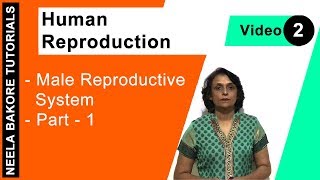 Human Reproduction  NEET  Male Reproductive System  Part 1  Neela Bakore Tutorials [upl. by Anairad]