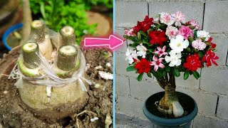 Grafting in adenium with FOUR COLOR branches Multi Grafting [upl. by Ennaillij]