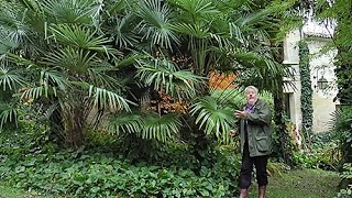 UNE TOUCHE DEXOTISME DANS VOTRE JARDIN AVEC TRACHYCARPUS LE PALMIER QUI RÉSISTE LE MIEUX AU FROID [upl. by Gleich]