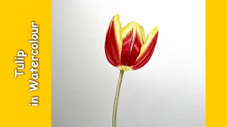 Tulip in Watercolour [upl. by Irtimed]