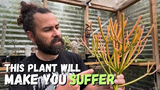 The most poisonous succulent plants and why you should grow them [upl. by Corneille589]