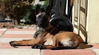 Orina  Belgian Shepherd malinois puppy [upl. by Anatolio]