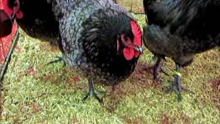 Australorp bleu liseré Expo Avicole Strasbourg 2017 [upl. by Scarlett857]