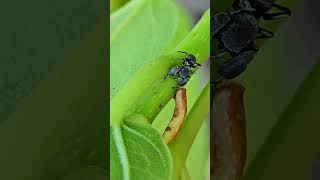 Ant mimic spider Playa del Carmen Mexico wild tropical Caribbean jungle insect life nature explore [upl. by Johansen]