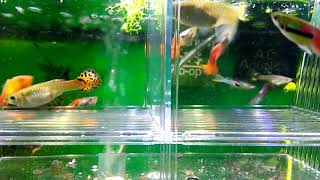 Guppy Endler Hybrid Giving Birth In Breeder Box [upl. by Chemar847]