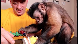 Capuchin Monkey PlayDoh Dental Practice Dr MonkeyBoo DDS [upl. by Hew486]