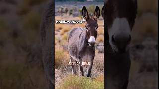 Carnivorous vs Harbivarours 😍skeddybear shorts animals [upl. by Eirellav278]