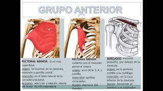 Miembro Superior Miologia Parte 2 [upl. by Diane]