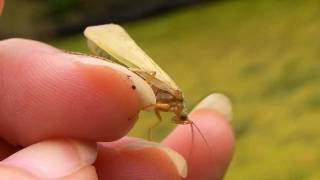 Caddisfly ComingOut Day Trichoptera [upl. by Hance728]