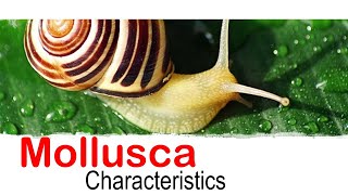 Mollusca phylum characteristics [upl. by Sulihpoeht]