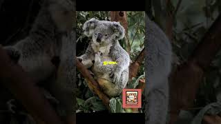 Why Koalas Are So Fascinating KoalaLove WildlifeWonder CuteAndCuddly NatureMarvels animals [upl. by Bigelow]