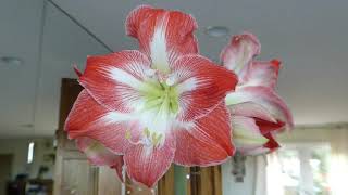 We bought Amaryllis bulb kit at Walmart two months ago Look at the Flowering Amaryllis here [upl. by Dercy]