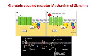 G Protein Coupled Receptors  GPCRs  Gprotein signaling [upl. by Nosak]