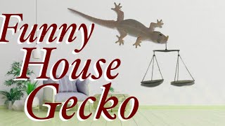 Funny house lizard the common house gecko  Hemidactylus frenatus [upl. by Bazluke]