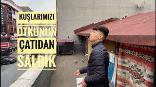 YENİ ALIŞMIŞ KUŞLARIMIZI UTKUNUN ÇATISINDAN SALDIK YERDE KALAN OLDUMU [upl. by Ahcilef]