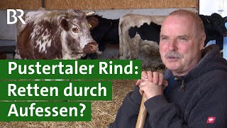 Vom Aussterben bedroht  das Pustertaler Rind  Unser Land  BR Fernsehen [upl. by Cherida]