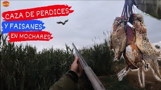 💥CAZA DE PERDICES Y FAISANES EN MOCHARES🦚🎯 TEMPORADA 20232024 [upl. by Veejar510]