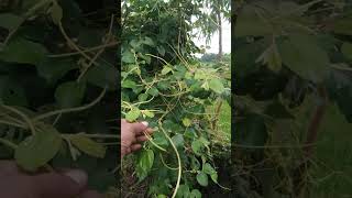 Wonderful Giant Dodder Parasitic Plant অদ্ভুত স্বর্ণলতা পরজীবী nature viralshorts [upl. by Jet722]