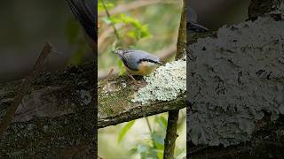 The beautiful but elusive Nuthatch Sitta europaea birds [upl. by Norej139]