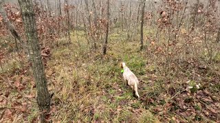 ÇULLUK AVI SARAY Beccacia Woodcock Hunting 2024 Gopro Hero 11 Shotkam Gen 4 [upl. by Eiznikam591]