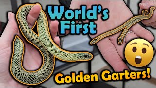 WE BRED A NEW MORPH OF GARTER SNAKE [upl. by Alusru]