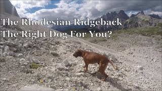 The Rhodesian Ridgeback  The Right Dog For You [upl. by Kaleb201]