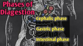 Cephalic phase Gastric phase Intestinal phase [upl. by Einnil813]