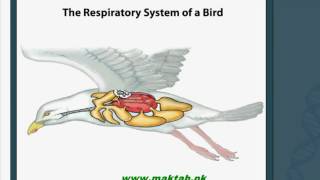 FSc Biology Book1 CH 13 LEC 7 Respiration in Birds [upl. by Pentha673]