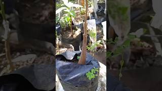 rootstock grafting techniques EP172 [upl. by Nisbet701]