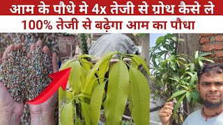 आम के पौधे मे तेजी से ग्रोथ कैसे ले  How To Grow Mango In Terrace  आम का पौधा ऐसे तेजी से बढ़ेगा [upl. by Bibbye]